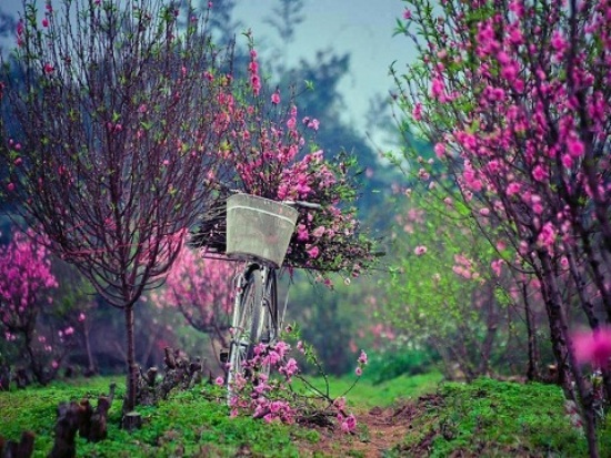 Hãy để cô gái còn độc thân như tôi ăn Tết vui vẻ! ảnh 1